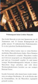 Faltblatt 'Das Große Mausohr' (Seite 5)